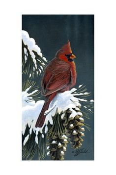 a red bird perched on top of a pine tree branch covered in snow and cones