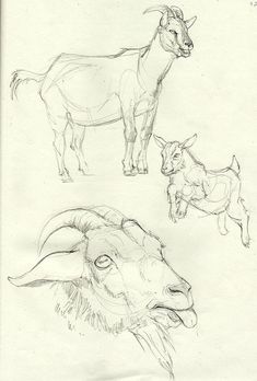 three different types of animals are shown in this drawing technique, including an adult goat and a baby goat