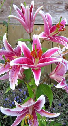 pink flowers are blooming in front of a wooden fence