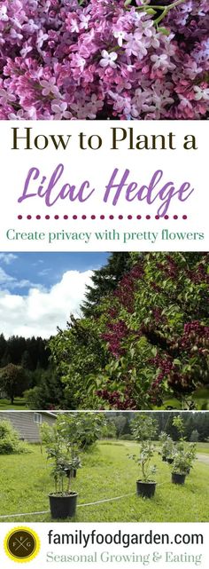 purple lilacs in pots with text overlay how to plant a lilac hedge create privacy with pretty flowers