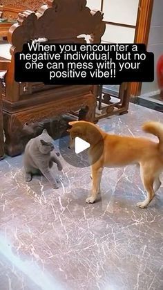 two cats and a dog playing with each other in front of a wooden chair that says when you encounter a negative individual, but no one can mess with your positive vibe