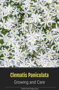 white flowers with text that reads, clematis panculata growing and care