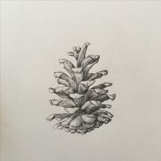 a pencil drawing of a pine cone