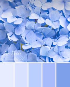 blue color palette with white flowers in the center and light blue hues on each side