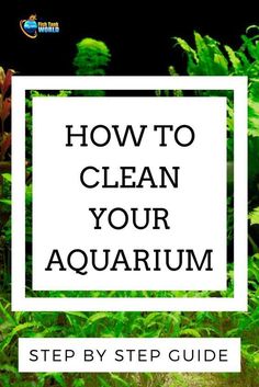 the words how to clean your aquarium written in front of green plants