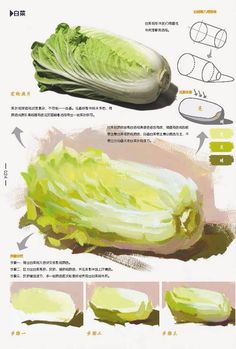 an illustrated guide to how to cook cabbage