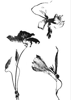 black and white photograph of three flowers