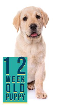 a puppy sitting next to a sign with the words 12 week old puppy on it