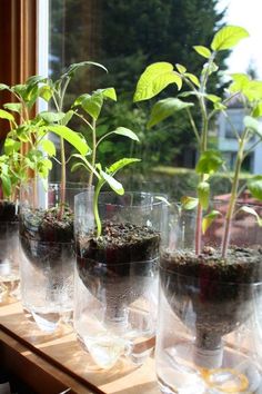 several glasses filled with plants and dirt on a table next to a window sill