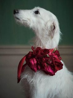 a white dog wearing a red flower collar