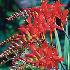 red and yellow flowers with green leaves in the background