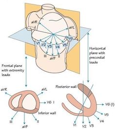 the diagram shows an image of a human head with different parts labeled in blue and white