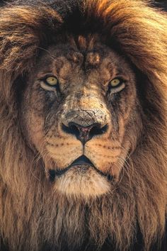 a close up photo of a lion's face with yellow eyes and long mane