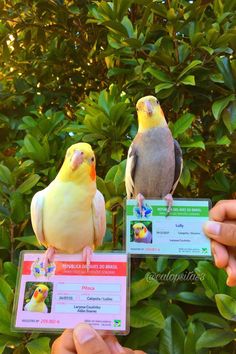 two birds perched on top of each other in front of some trees and bushes with cards attached to their beaks