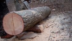 a person is holding a chainsaw next to a large log