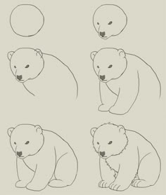 four polar bears are shown in three different positions