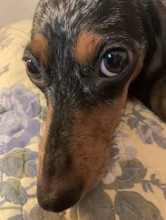 a close up of a small dog laying on a pillow with its eyes wide open