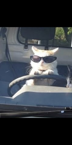 two cats sitting in the back seat of a car with sunglasses on their head and one cat wearing shades