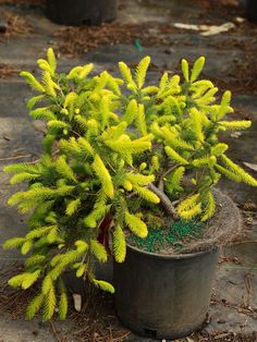 a small tree in a pot on the ground