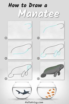 Step by step images demonstrating how to draw a Manatee Drawing - A Drawing Lesson for Kids! Manatee Drawing, Sea Cow, Aquatic Animals, Camping Crafts