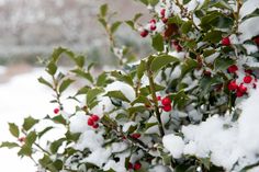 holly bush with red berries and green leaves covered in snow