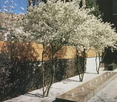 a tree with white flowers in front of a building