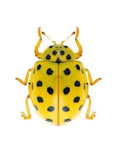 a yellow and black bug with spots on it's body