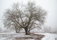 a snow covered field with two trees in the middle and one tree on the other side