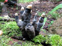 a close up of a fake hand on a mossy surface