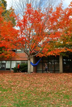 a blue hammock hanging from a tree in front of a building