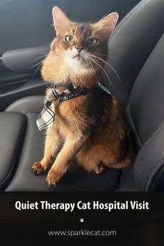 a cat sitting in the back seat of a car with its head resting on a harness