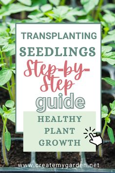 plants growing in the ground with text overlay that reads transplanting seedlings step by step guide healthy plant growth