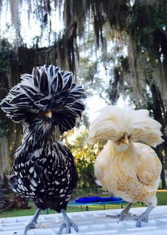 two chickens standing next to each other on a table