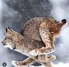 a cat is running in the snow with it's front paws on its hind legs