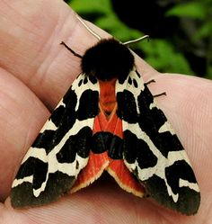 a close up of a moth on a person's hand