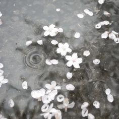 white flowers floating on top of water in a pond