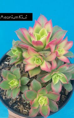 a small potted plant with pink and green leaves