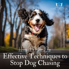 🚗🐿️ Does your pup have a habit of chasing cars or other animals? Our latest blog post has effective tips to help you stop dog chasing behavior! From building focus to using positive reinforcement, we cover it all so you can keep your pup safe and calm. 🐶 💙 Read more at Happy Pup Manor! https://happypupmanor.com/stop-dog-chasing/ #DogTrainingTips #StopDogChasing #HappyPupManor #SafePups Learning Patience, Chasing Cars, Dog Help, Therapy Dogs, Positive Reinforcement