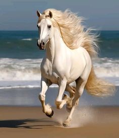 a white horse is running on the beach