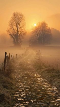 the sun is setting over a foggy country road with trees and grass on either side