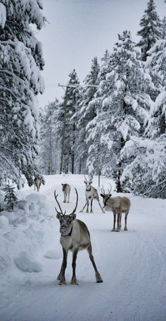 several deer standing in the snow near some trees