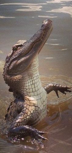 an alligator is in the water with its mouth open