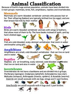 an animal class poster with different types of animals