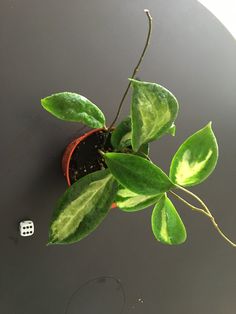 a small potted plant with green leaves on top of a black surface next to a white dice