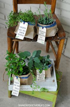 several potted plants sitting on top of a wooden chair