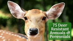 a deer with the words 75 deer resistant animals and perennials on it's face