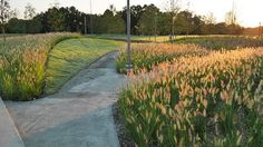 a path in the middle of a field with tall grass on both sides and a street light at the end