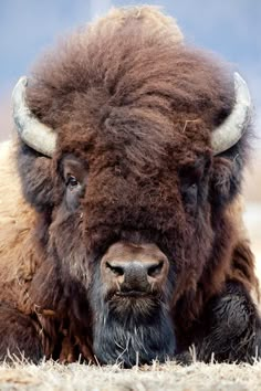 an adult bison laying down on the ground