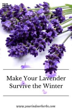 lavender flowers with the words make your lavender survive the winter