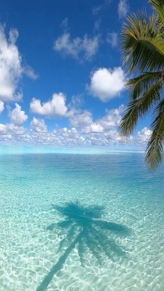 a palm tree casts a shadow on the clear blue water in this tropical beach scene